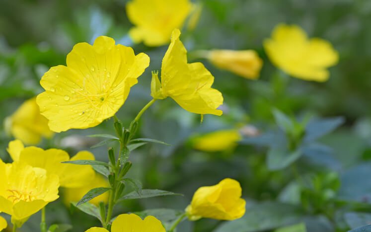 onagra para la menopausia