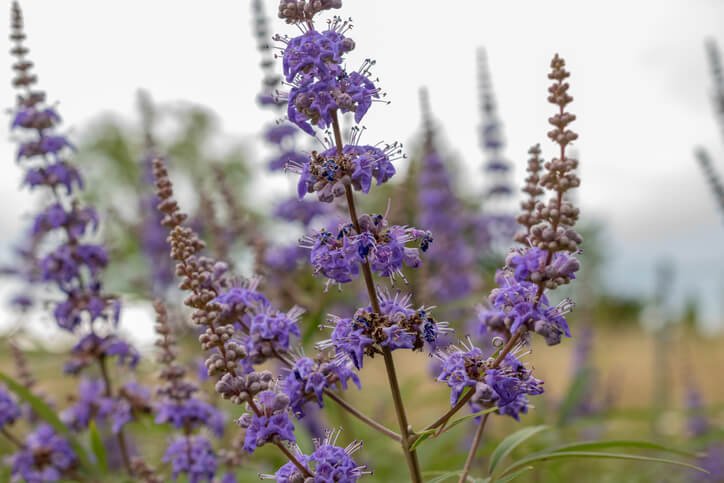 vitex-sauzgatillo-agnus-castus