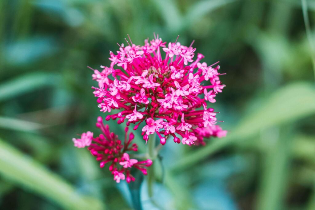 valeriana para la ansiedad