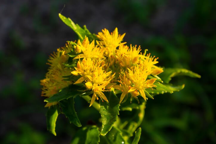 rhodiola para la menopausia