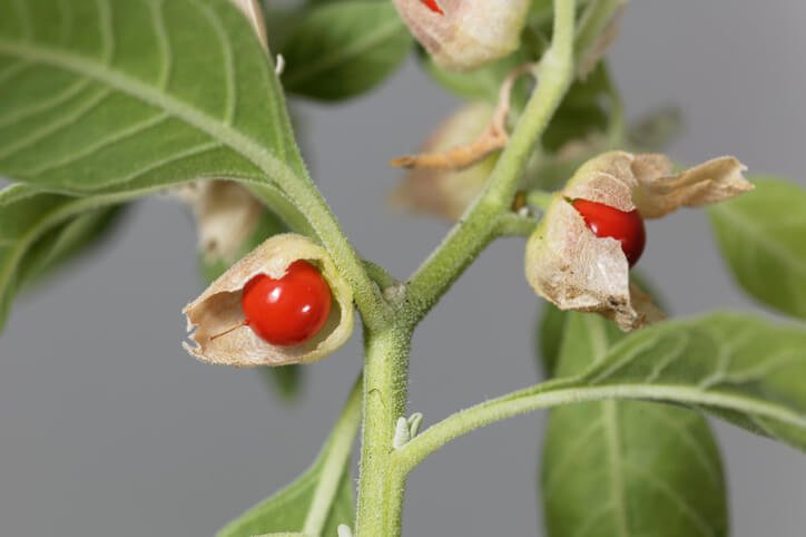 shatavari para la menopausia